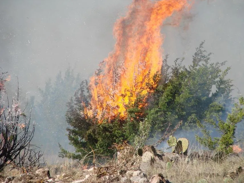 Redberry juniper during prescribed burn