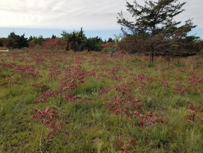Woody plant encroachment